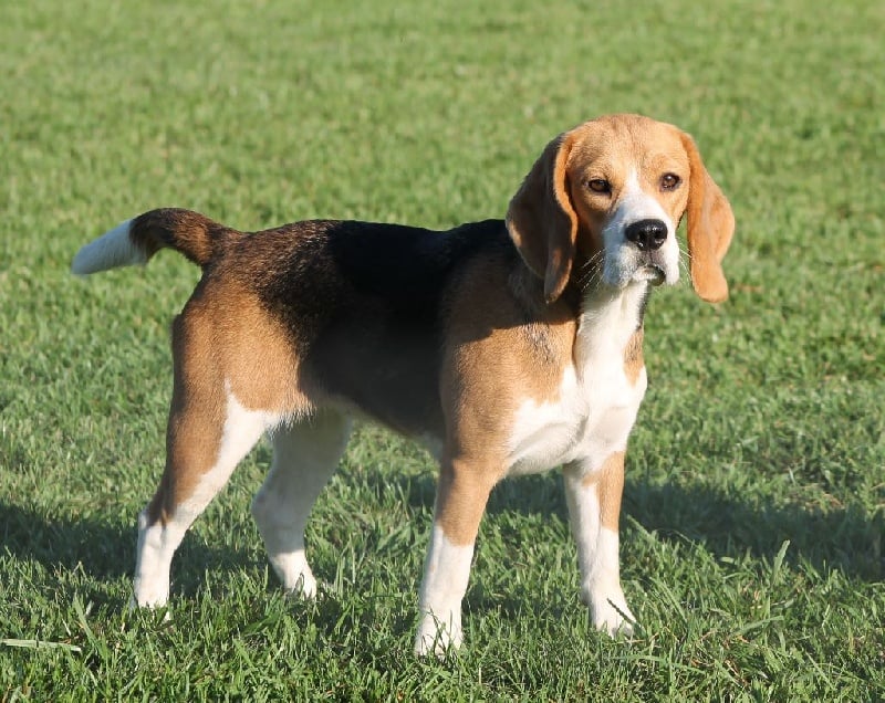 Iroshima Des Chasseurs Du Temps