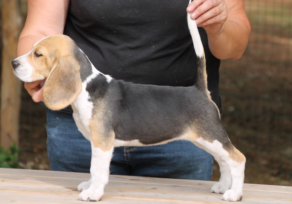 Amazone Des Chasseurs Du Temps