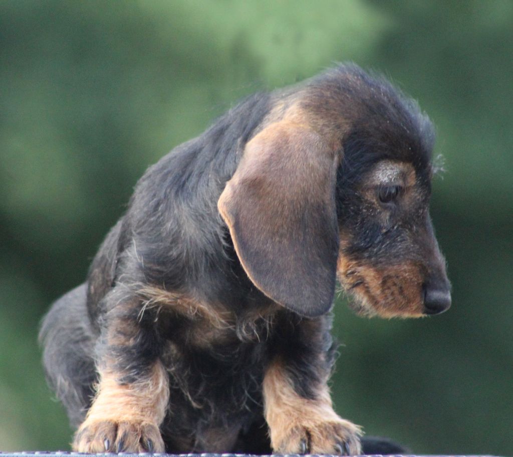 Publication : de L' Air Salin Auteur : C Fréville