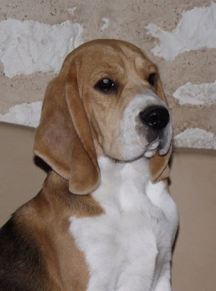 Malibu Des Chasseurs Du Temps