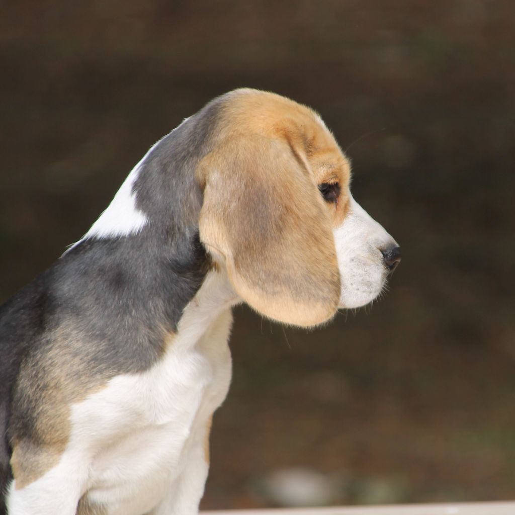 Amazone Des Chasseurs Du Temps