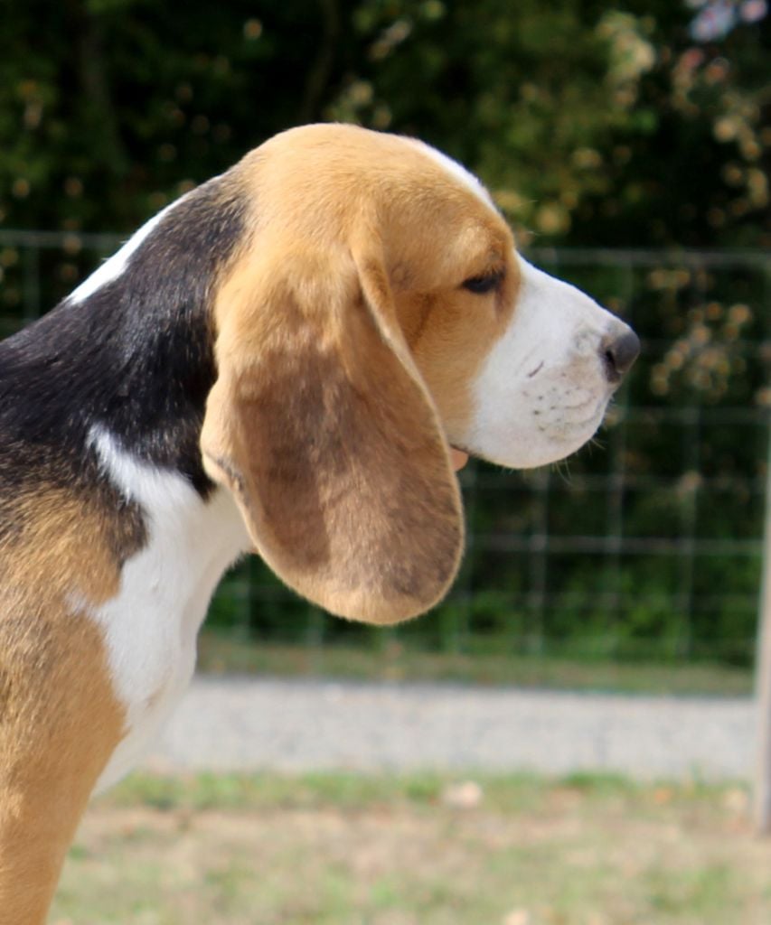 Publication : Des Chasseurs Du Temps Auteur : C.Fréville