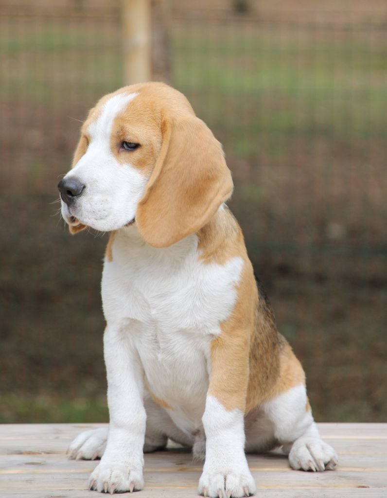 Aubois Des Chasseurs Du Temps