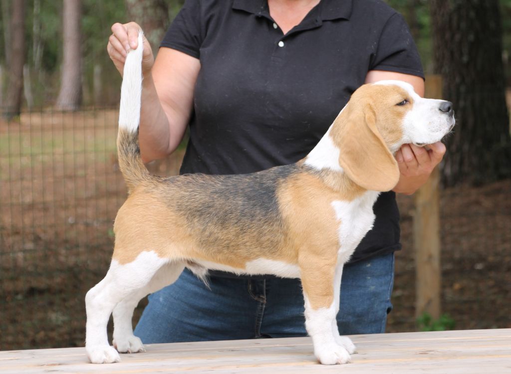 Aubois Des Chasseurs Du Temps