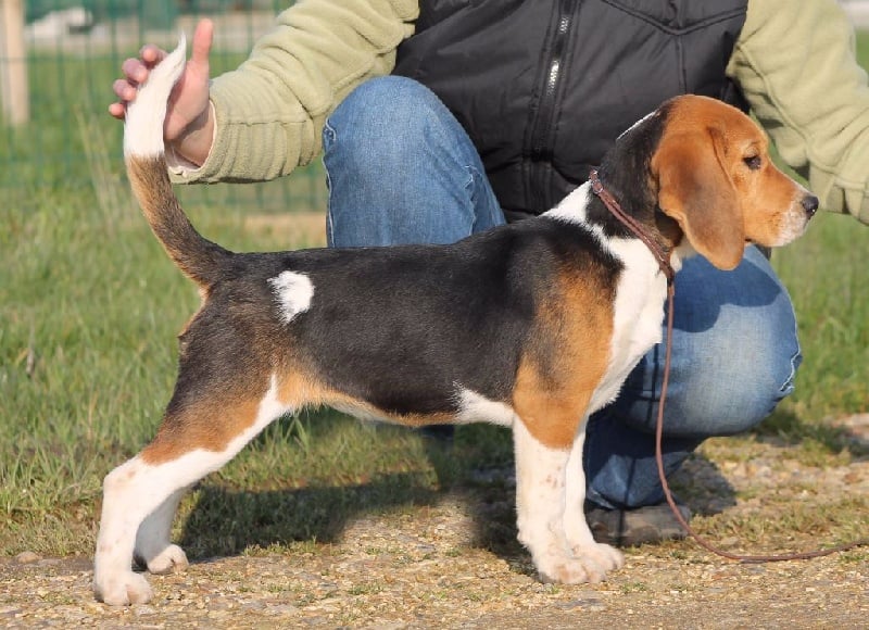 Lisière Des Chasseurs Du Temps