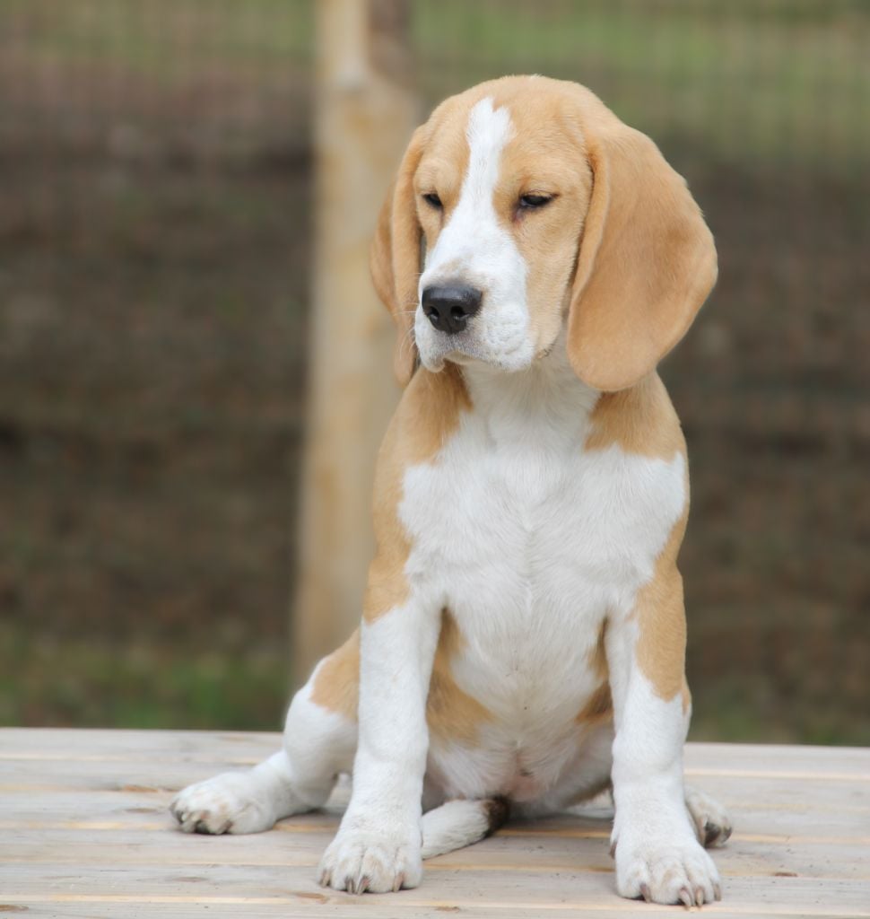 Armonica Des Chasseurs Du Temps
