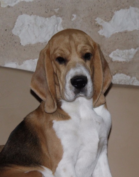 Malibu Des Chasseurs Du Temps