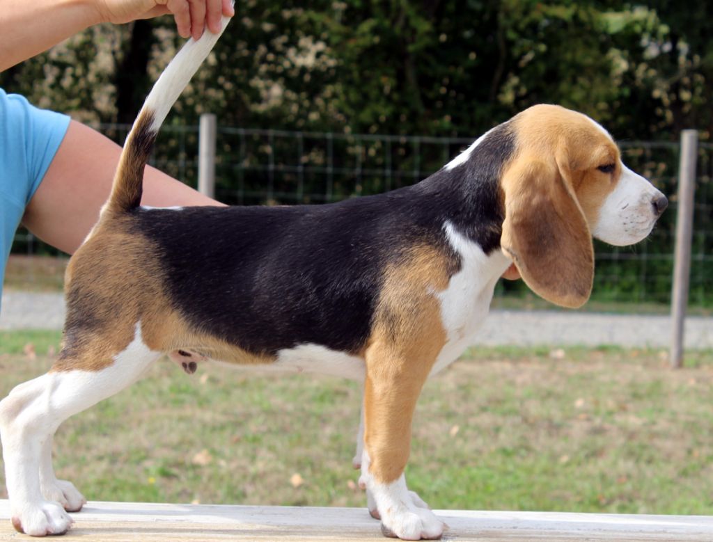 Publication : Des Chasseurs Du Temps Auteur : C.Fréville