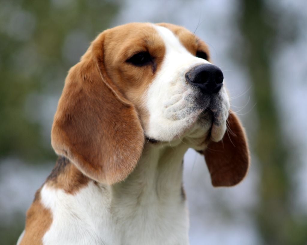 Publication : Des Chasseurs Du Temps Auteur : C.Fréville