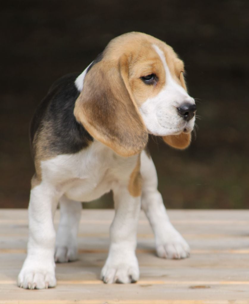 Amazone Des Chasseurs Du Temps