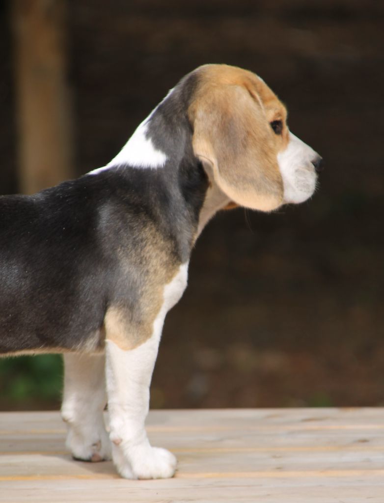 Amazone Des Chasseurs Du Temps