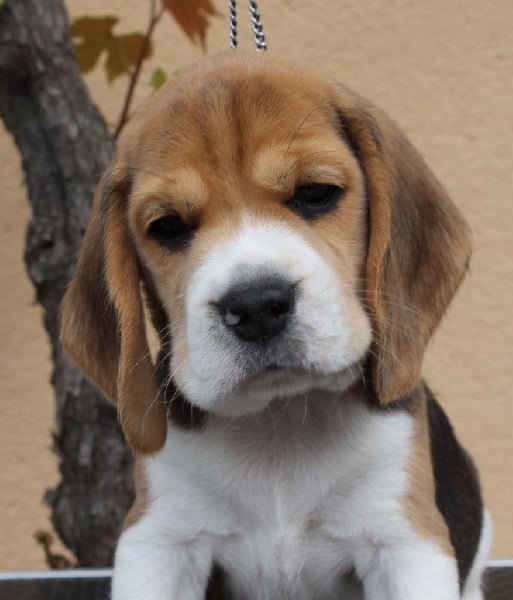 Malibu Des Chasseurs Du Temps