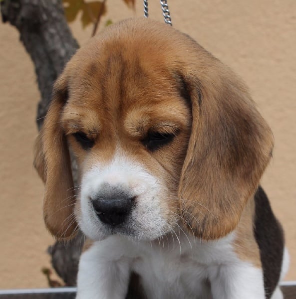 Malibu Des Chasseurs Du Temps