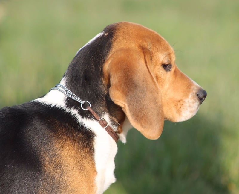 Lisière Des Chasseurs Du Temps