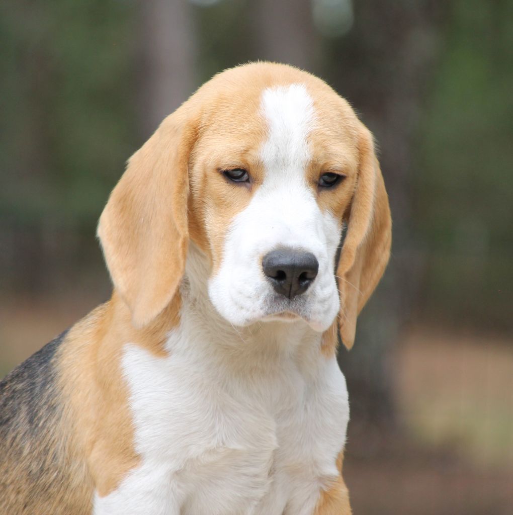 Aubois Des Chasseurs Du Temps