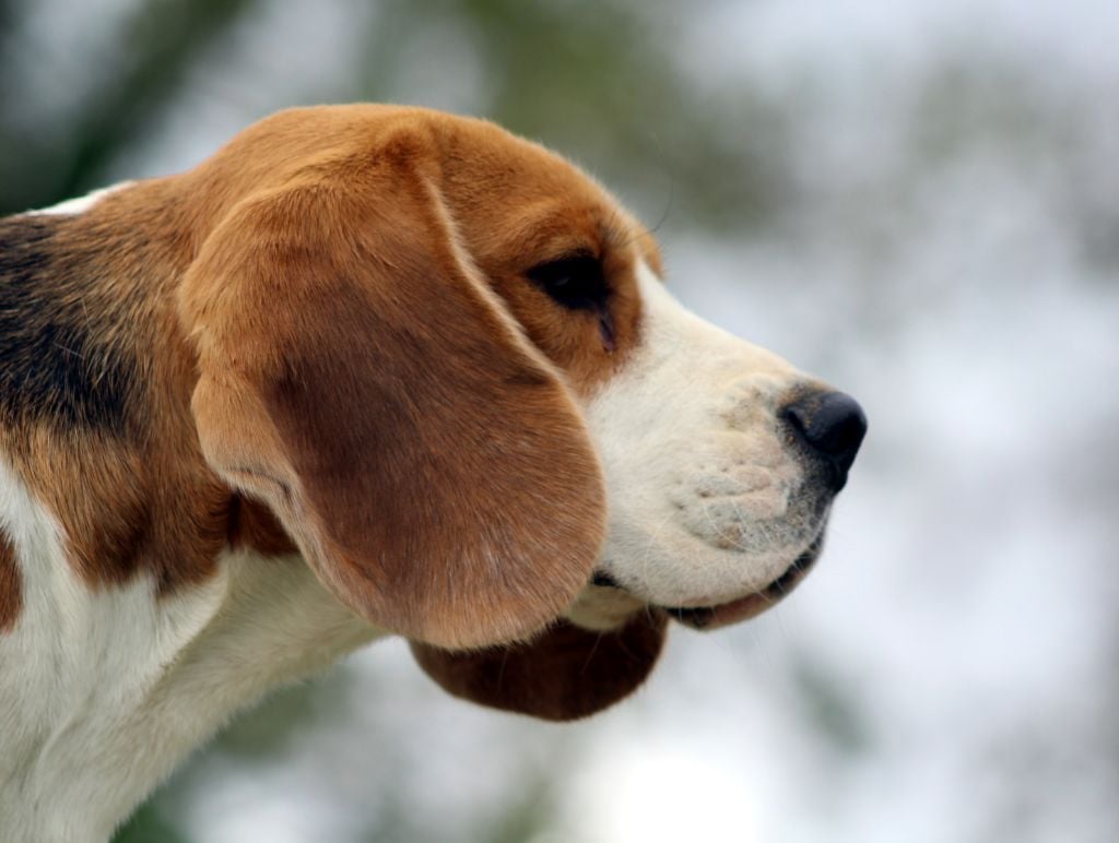 Publication : Des Chasseurs Du Temps Auteur : C.Fréville