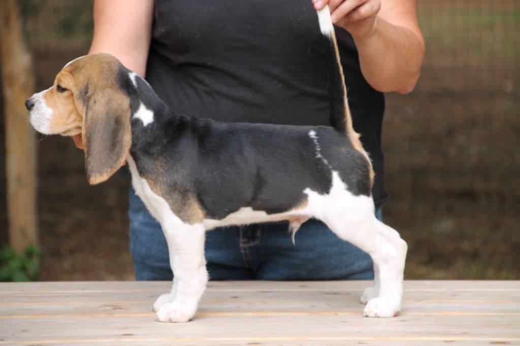 Publication : Des Chasseurs Du Temps Auteur : C Fréville