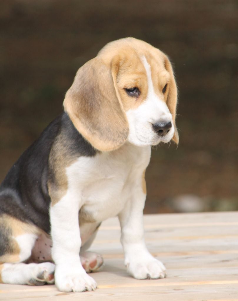 Amazone Des Chasseurs Du Temps