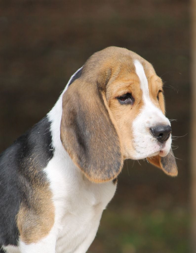 Publication : Des Chasseurs Du Temps Auteur : C Fréville