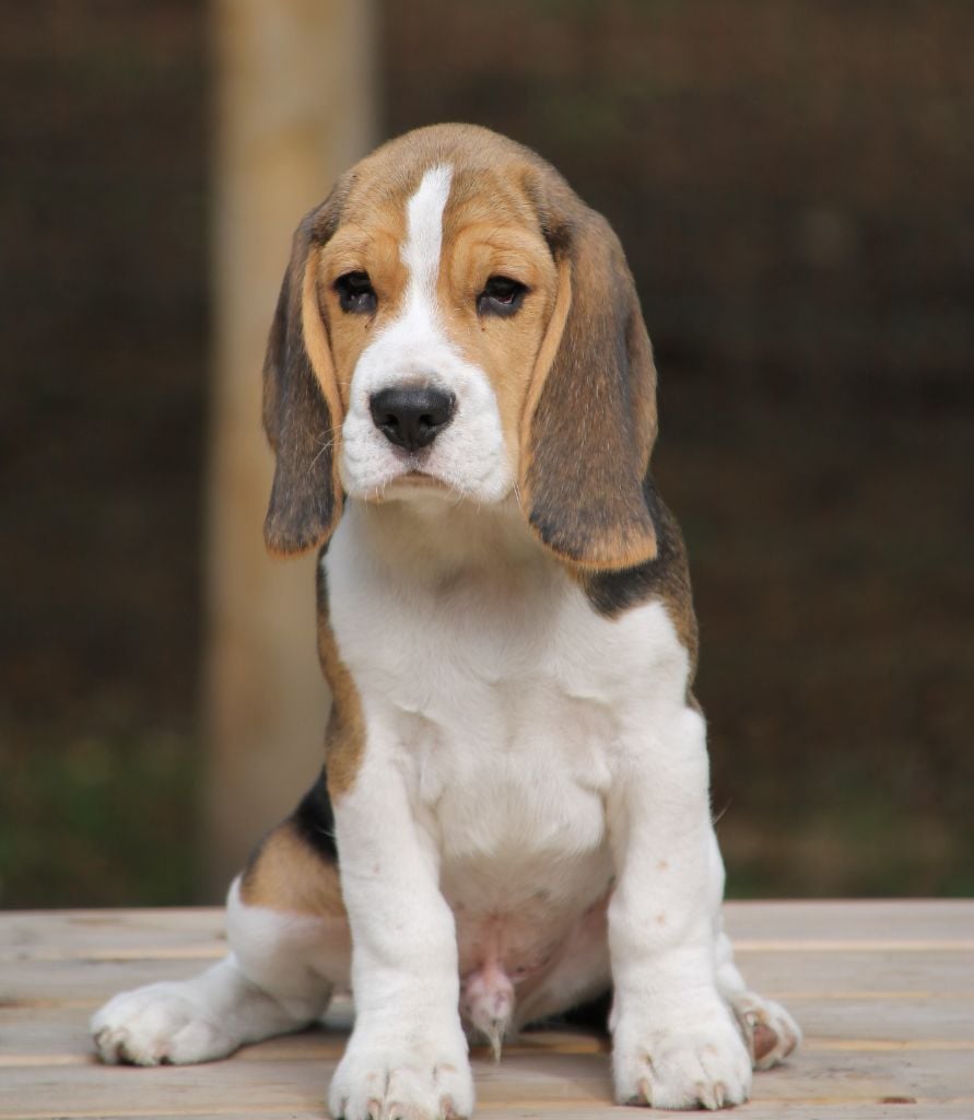 Publication : Des Chasseurs Du Temps Auteur : C Fréville