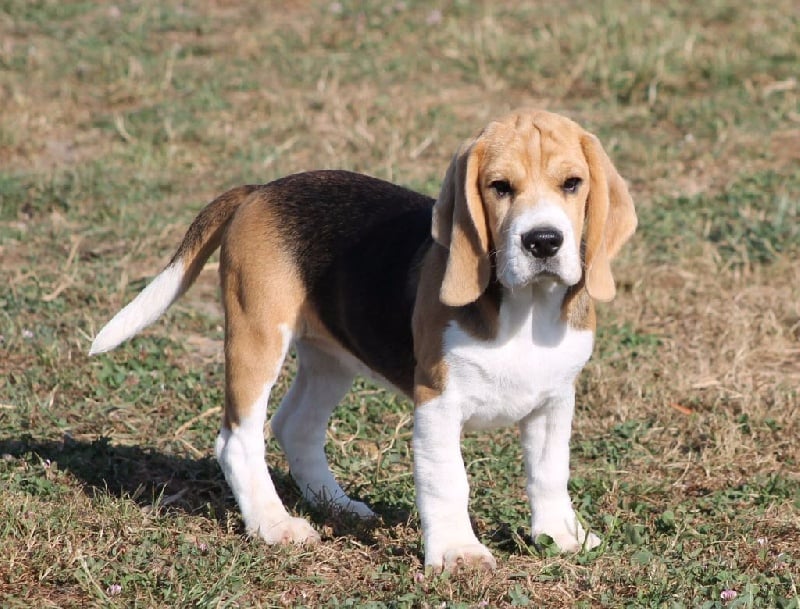 Malibu Des Chasseurs Du Temps