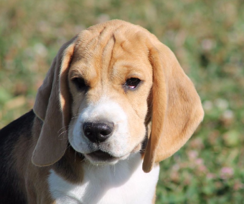 Malibu Des Chasseurs Du Temps