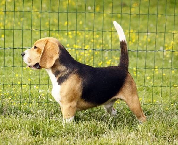 Publication : De Loujennandre