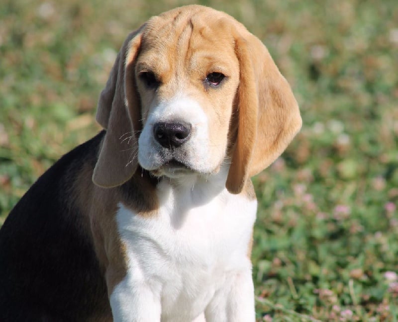 Malibu Des Chasseurs Du Temps