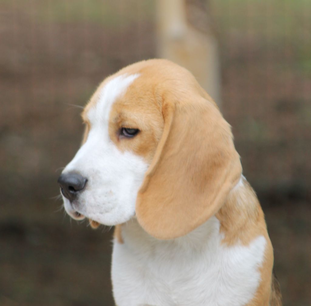 Aubois Des Chasseurs Du Temps