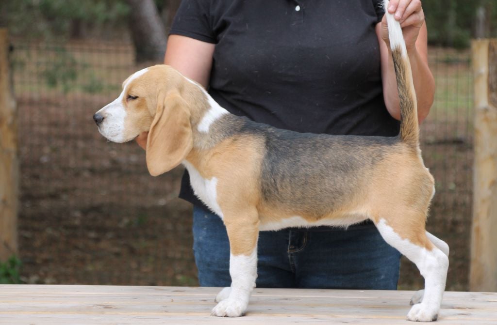 Armonica Des Chasseurs Du Temps
