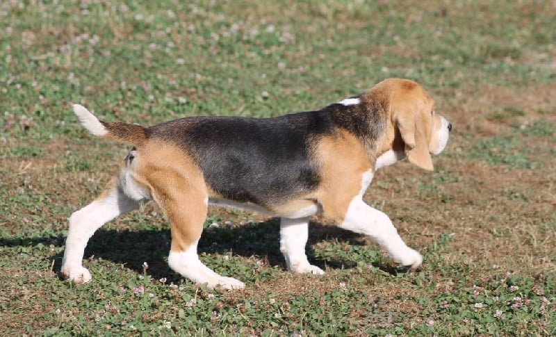 Malibu Des Chasseurs Du Temps