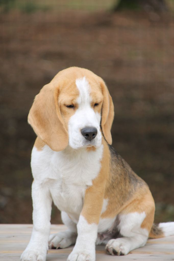 Aubois Des Chasseurs Du Temps