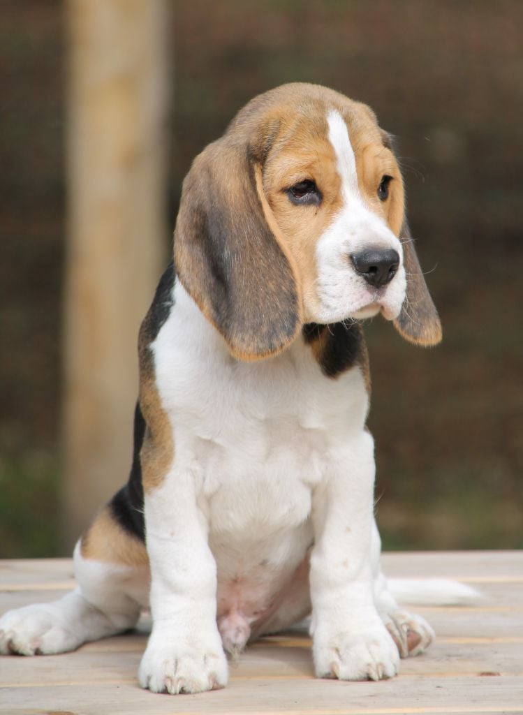 Publication : Des Chasseurs Du Temps Auteur : C Fréville