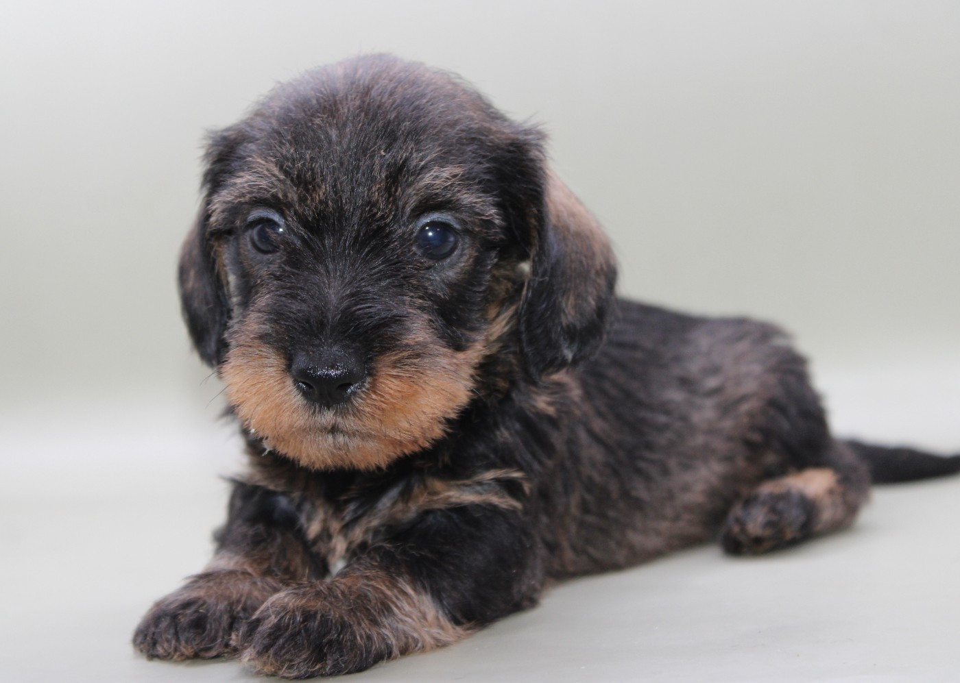 CHIOT 6