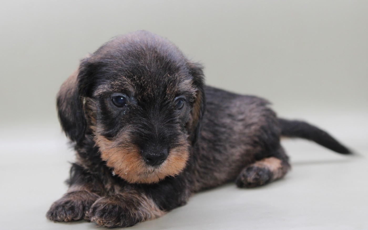 CHIOT 6