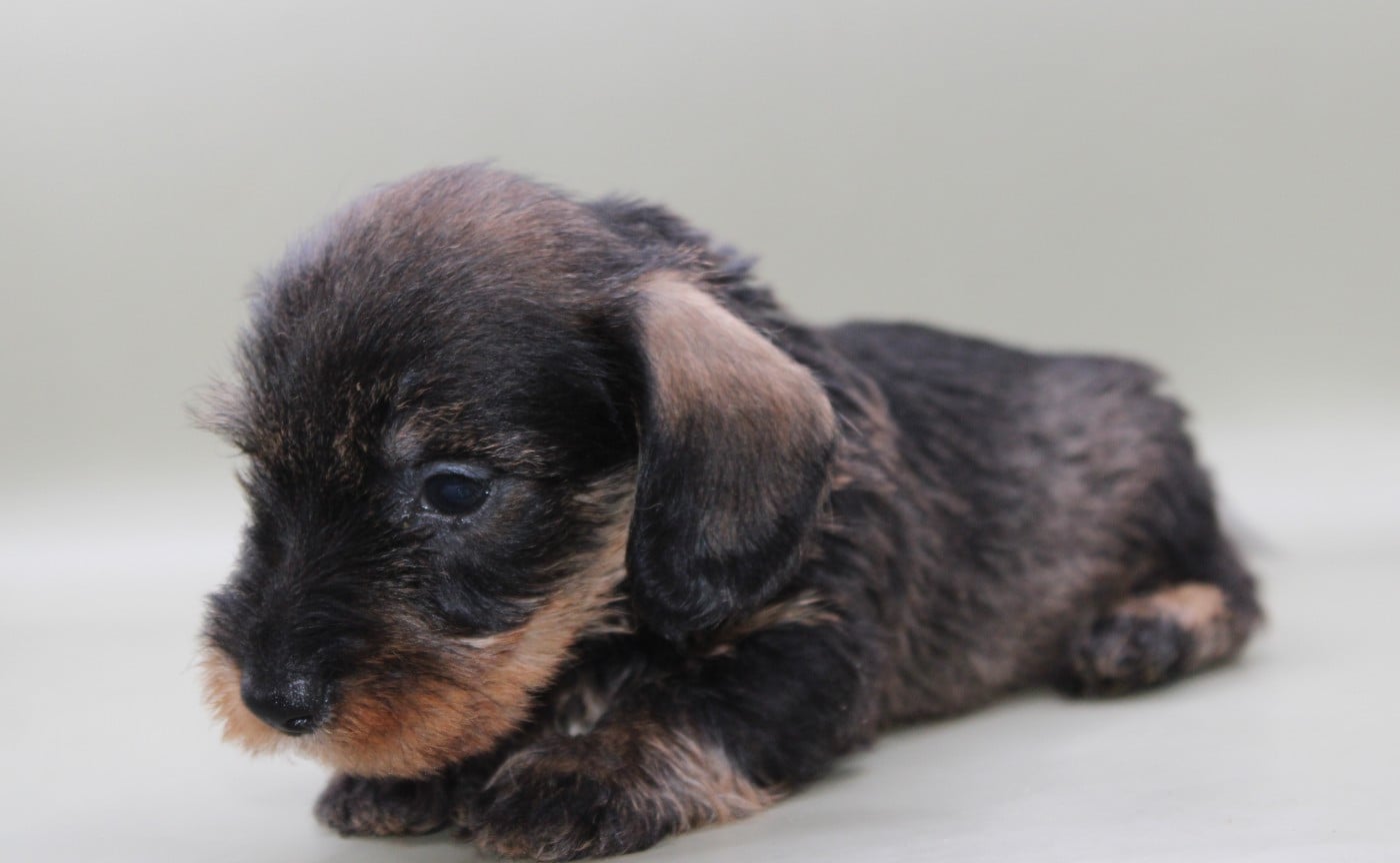 CHIOT 6