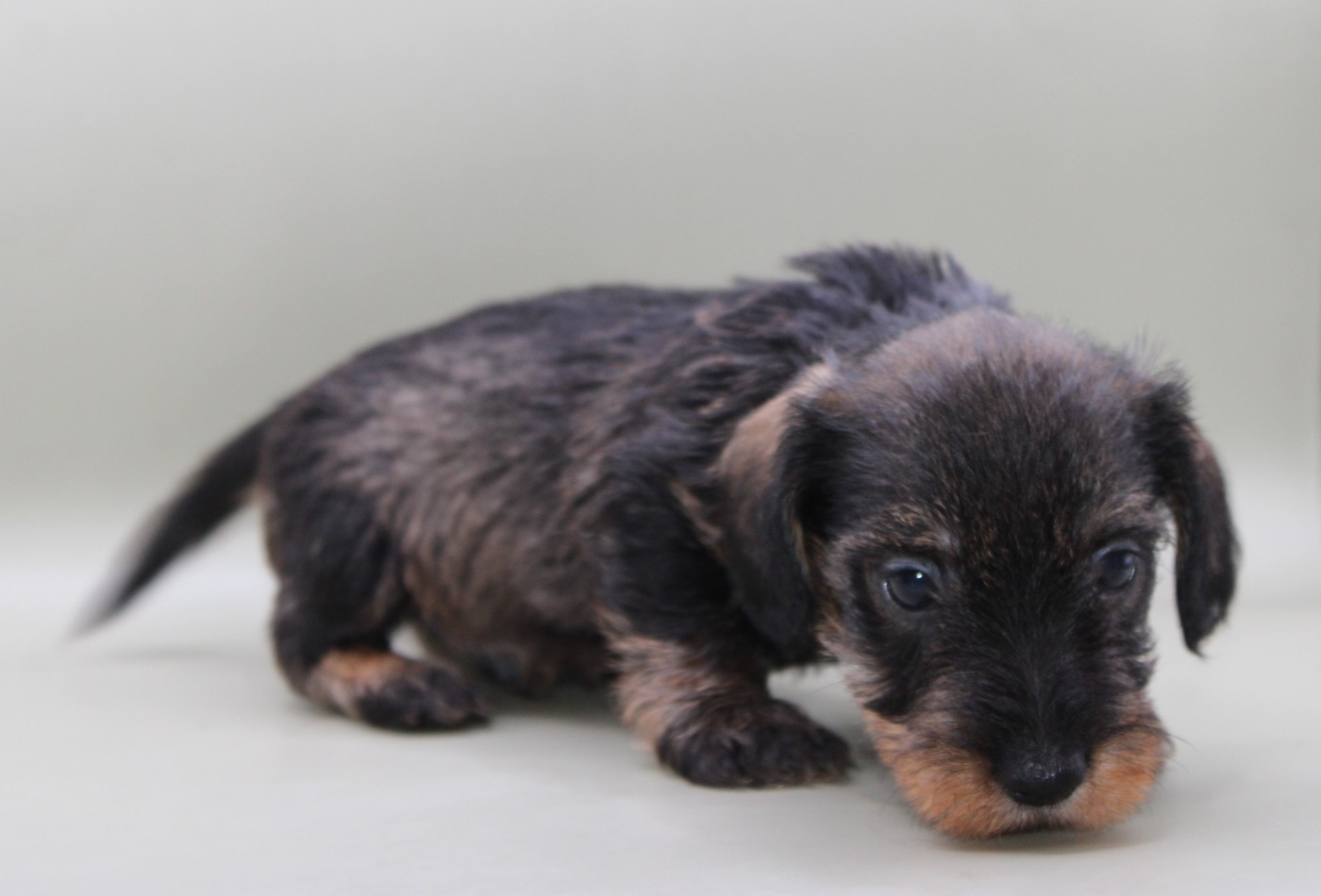 CHIOT 6
