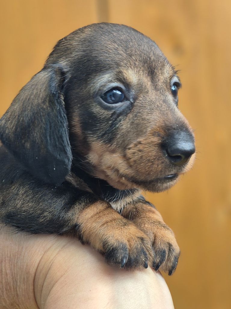 Taille naine - Non confirmable