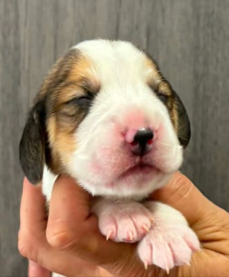 CHIOT 1 - Beagle