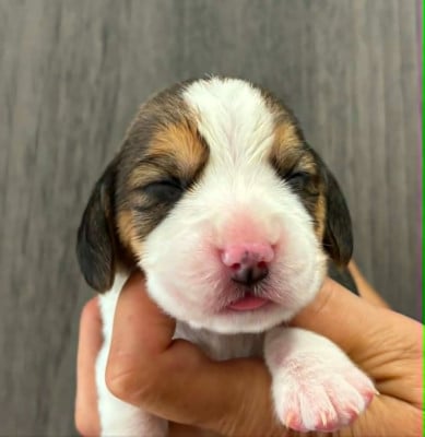 CHIOT 2 - Beagle