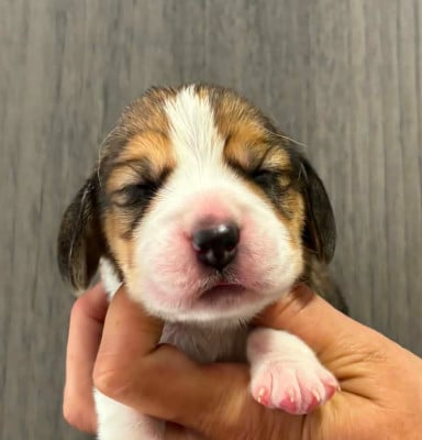 CHIOT 5 - Beagle