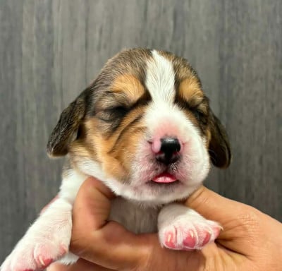 CHIOT 6 - Beagle