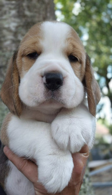 Les chiots de Beagle