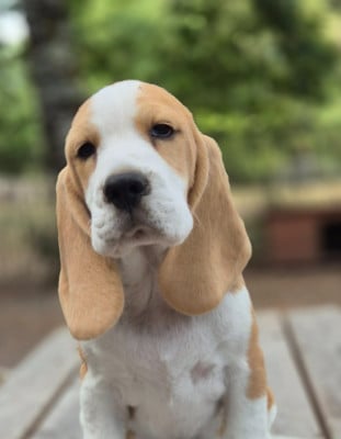 Les chiots de Beagle