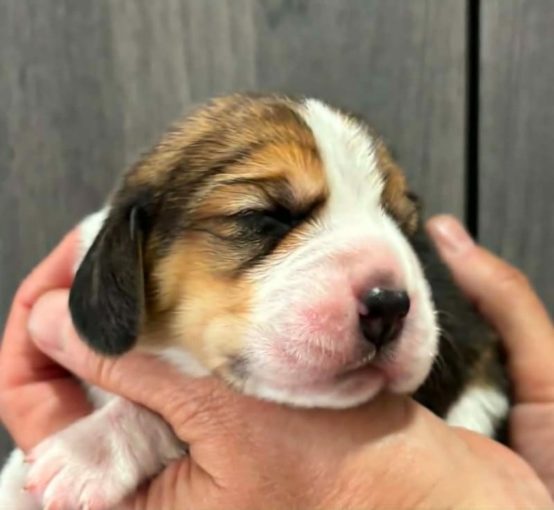 Beagle - Des Chasseurs Du Temps