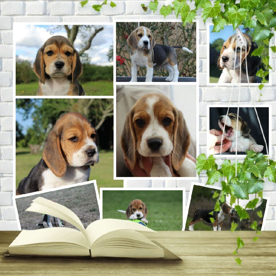 Mein Herz 4 Pcs Sifflet à Ultrasons Pour Chien Sifflet De