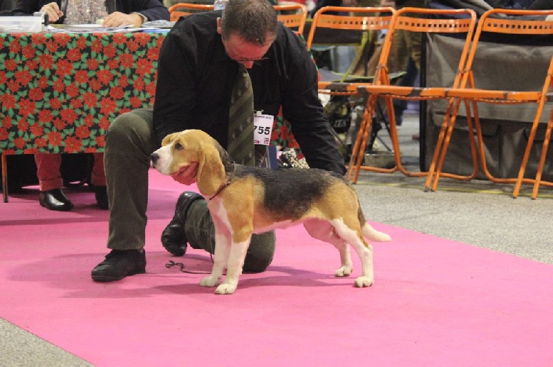 Larbalette Des Chasseurs Du Temps - Très prometteur