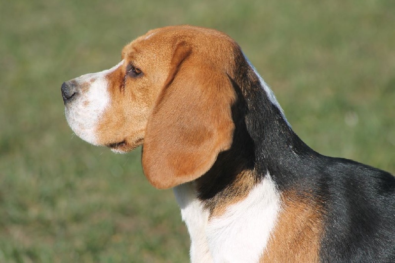 Iwa Des Chasseurs Du Temps - 1er Excellent - CACS CACIB Meilleur de race