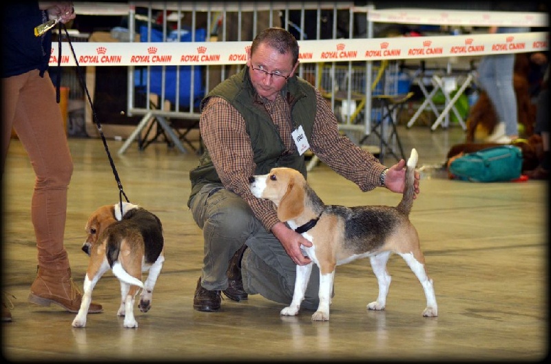 Larbalette Des Chasseurs Du Temps - 3ème excellent