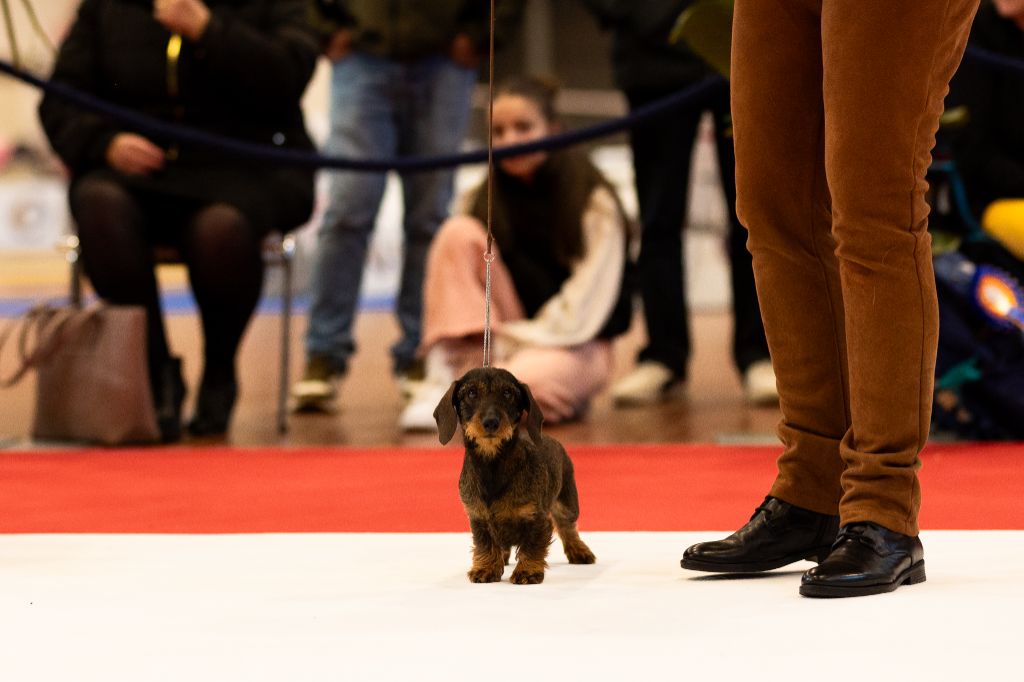 Renée Des Chasseurs Du Temps - 1er Excellent - Cacs - Meilleur de Race